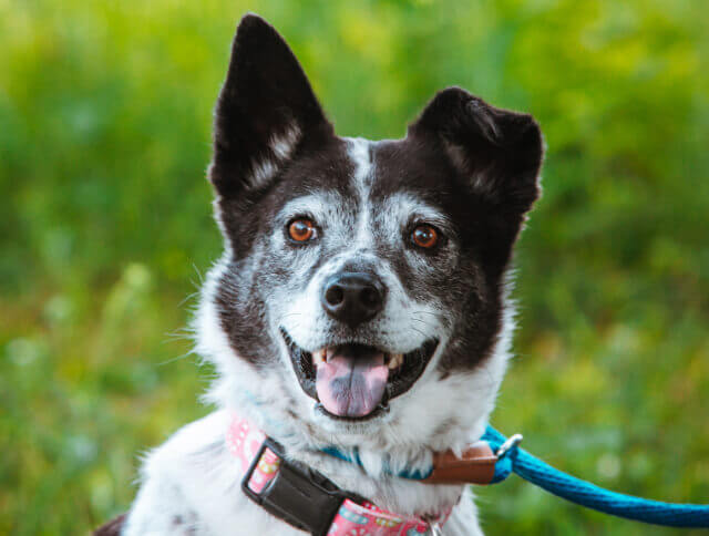 Bark in the Park' raises money, helps animals find forever homes