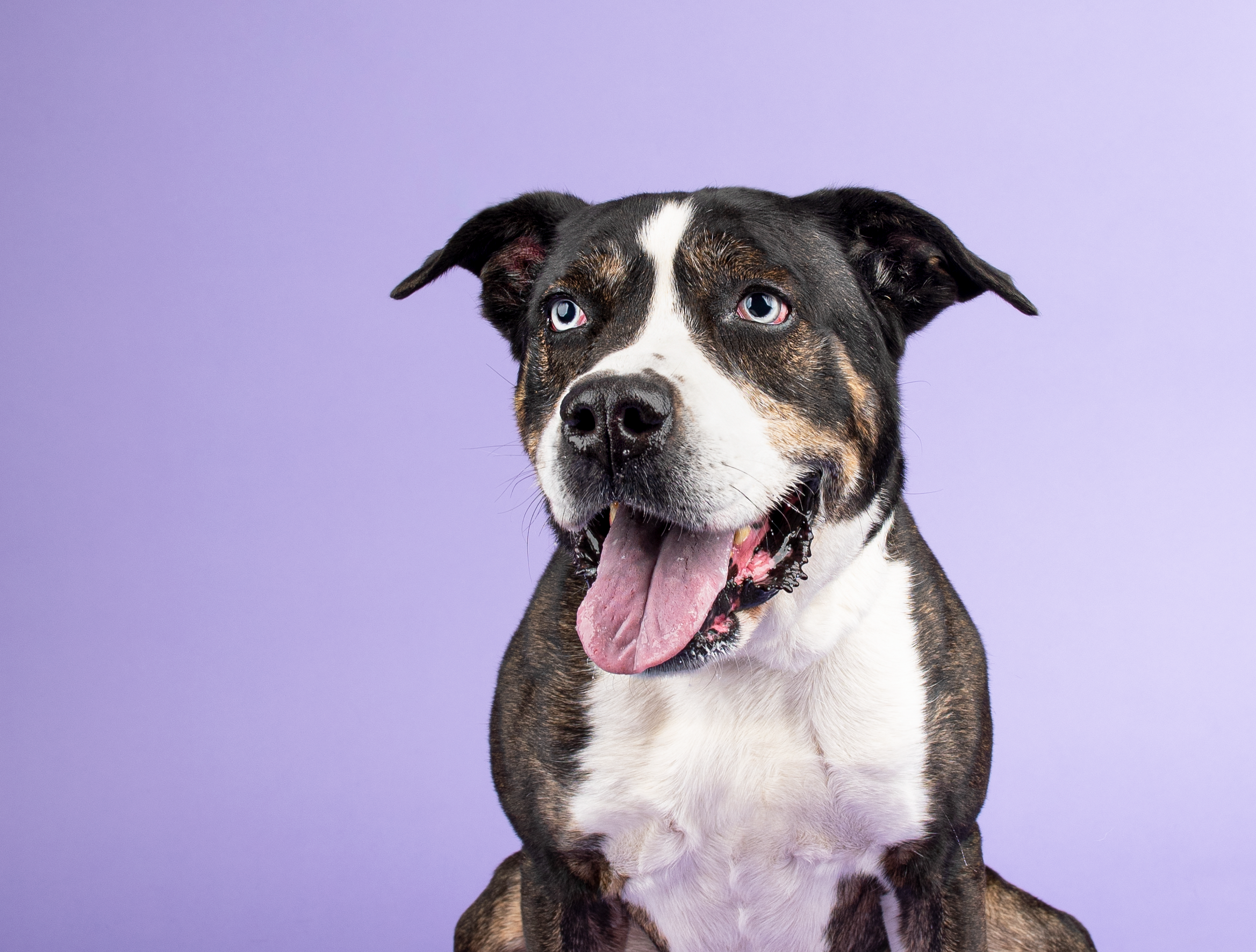 Bark in the Park' raises money, helps animals find forever homes